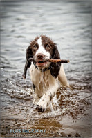 Gun Dog and working dog Photography manchester
