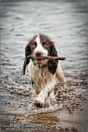 Gun Dog and working dog Photography manchester