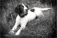 Gun Dog and working dog Photography manchester