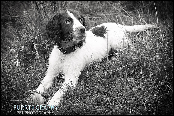 Gun Dog and working dog Photography manchester