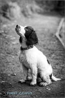 Gun Dog and working dog Photography manchester