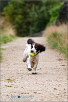 Gun Dog and working dog Photography manchester