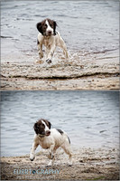 Gun Dog and working dog Photography manchester
