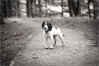 Gun Dog and working dog Photography manchester
