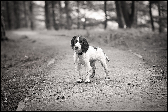 Gun Dog and working dog Photography manchester